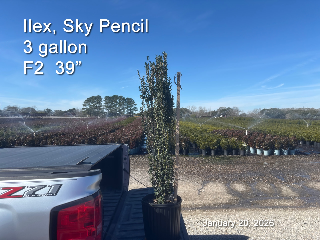 gallery/sky3 f2 jan20B.jpg